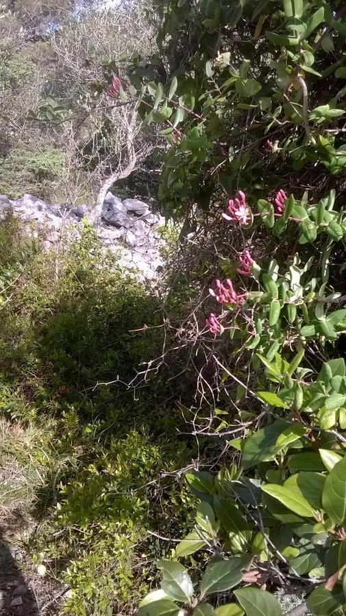 Pansion Ana Hotell Mali Lošinj Exteriör bild